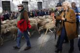 Сотни баранов в центре Мадрида на фестивале перегона скота. ФОТО