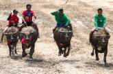Гонки на буйволах в Таиланде. ФОТО