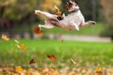 Забавные фотки животных, обожающих осень. ФОТО