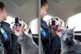 Непростая дружба: прикольные фотки котов и собак, вынужденных «делить» хозяев. ФОТО