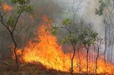 Австралийская пожарная оказалась серийной поджигательницей