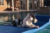 Забавный щенок показал, как нужно расслабляться в бассейне. ВИДЕО