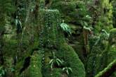 Лес, вдохновивший Толкиена на создание Средиземья. ФОТО