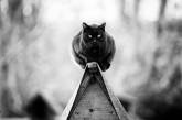 Монорельсовые кошки на снимках от Сабрины Боем. ФОТО