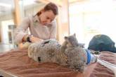 Минутка доброты: детеныш коалы не отходил от мамы, пока ее оперировали. ФОТО