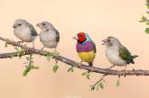 Яркие снимки птиц от Яна Вегенера. ФОТО