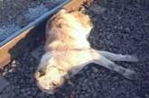 Собака спасла хозяина из-под колес поезда ценой собственной жизни 