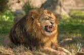 Сюрприз: в России нашли льва в выставленном на продажу доме