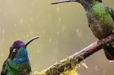 Красота птиц на снимках Шона Грассера. ФОТО