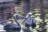 Казино приютило пару травмированных пеликанов