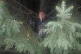 Во Львове грабитель прятался от полицейских на дереве 