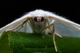 Макроснимки насекомых от Исайи Розалеса. ФОТО