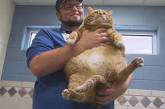 В американский приют для животных поступила 19-килограммовая кошка