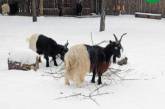 Как встретили первый снег обитатели Киевского зоопарка. ФОТО
