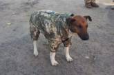 Сеть покорила собака в военной форме 72-й ОМБр. ФОТО