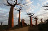 Баобаб — самое необычное дерево в мире. ФОТО