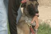 Единственным полицейским в маленьком городке в Нью-Мексико стал пес