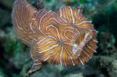 Интересные обитатели морских глубин нашей планеты. ФОТО