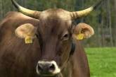 В Швейцарии устроят «коровий» референдум