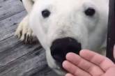 Любопытный белый медведь покорил YouTube. ВИДЕО