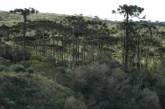 Как выглядят древнейшие леса на планете. ФОТО