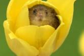 Крохотные мыши, живущие в бутонах цветов. ФОТО