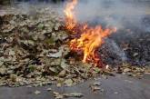 За сжигание сухой листвы украинцев хотят штрафовать на 1300