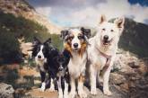 Симпатичные собаки на снимках Кристины Квапиловой. ФОТО