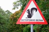 Петербуржцев начали предупреждать о белках на дорогах