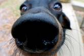 Ученые выяснили секрет собачьего нюха