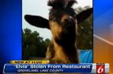У американского ресторана украли козла