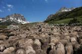 Фотограф показал, как живется пастухам в Альпах. ФОТО