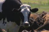 Knickers — самая массивная корова в Австралии. ФОТО