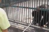 Честный шимпанзе вернул краденую палку для селфи