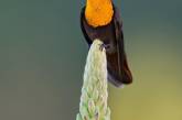 Красивые птицы Колумбии на снимках Луиса Фернандо Агудело. ФОТО