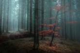 Мистические леса Швейцарии в объективе Горана Эбенхарта. ФОТО