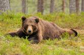 Бурые медведи финских лесов. ФОТО
