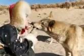 Китаянка прославилась, покормив волка изо рта. ФОТО