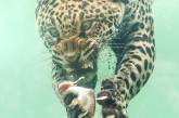 Ягуар ныряет в воду за едой. ФОТО