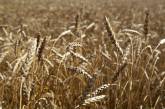 Украина запретит экспорт пшеницы