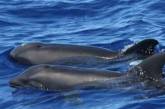 Хохма дня: ученые выяснили, какие мультики нравятся дельфинам