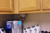 Смешные фотки, доказывающие, что коты – настоящие шпионы. ФОТО