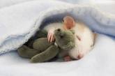 Очаровательные крысы спят с плюшевыми мишками. ФОТО