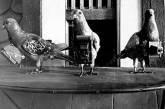 Британские спецлужбы пытались превратить голубей в "беспилотники"