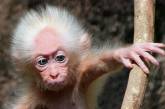 Малайзийский физик нашел "реинкарнацию" Эйнштейна в теле обезьяны 