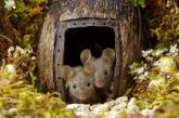 Необычный фотопроект с садовыми мышками. Фото