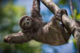 Любопытные факты о жизни ленивцев. ФОТО