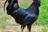 Аям чемани — уникальная порода кур черного цвета. ФОТО