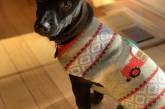 Милые собаки в новогодних и рождественских свитерах. ФОТО