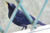 В Челябинской области с выставки птиц похитили дрозда и попугая